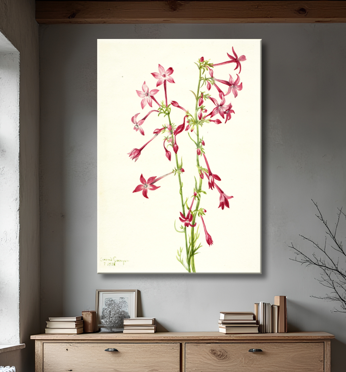 Reproduction Gilia écarlate (Gilia aggregata) de Mary Vaux Walcott, born Philadelphia, PA 1860-died St. Andrews, New Brunswick, Canada 1940 avec decor