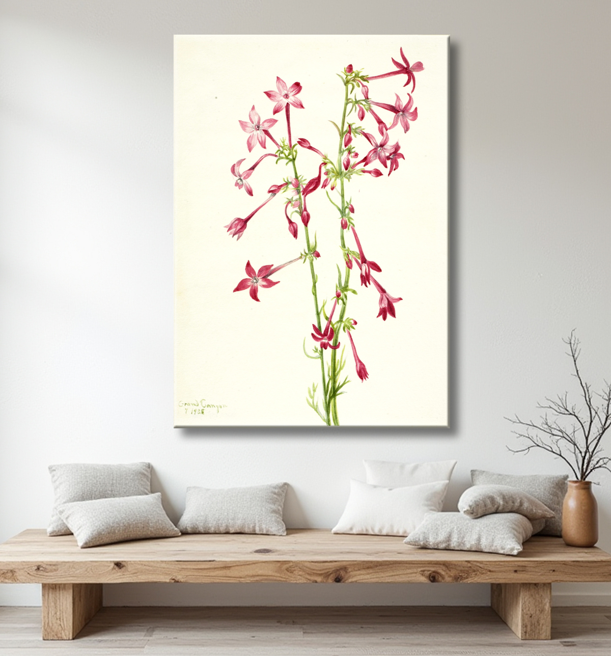 Reproduction Gilia écarlate (Gilia aggregata) de Mary Vaux Walcott, born Philadelphia, PA 1860-died St. Andrews, New Brunswick, Canada 1940 avec decor