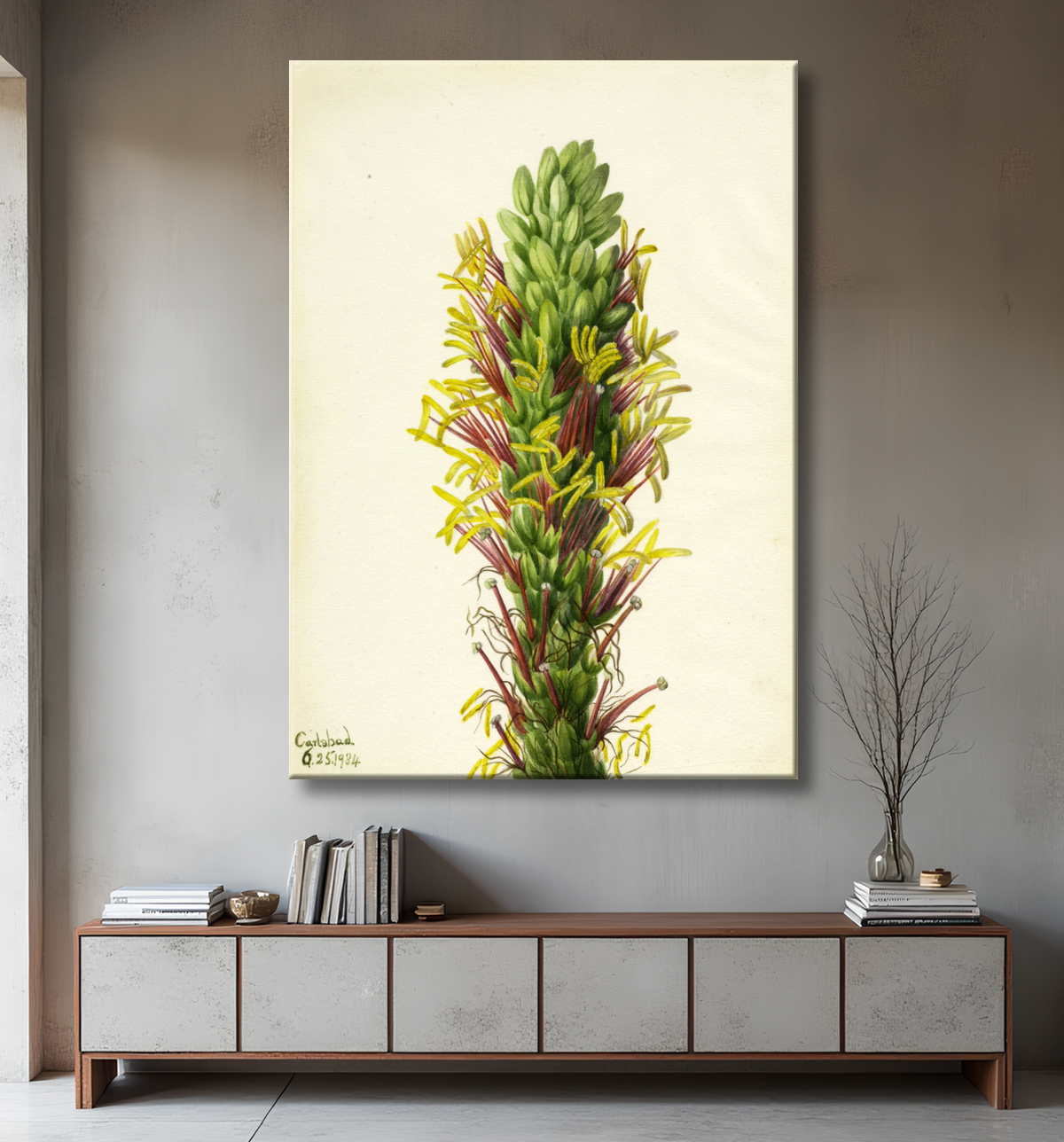 Reproduction Lechuguilla (Agava lechuguilla) de Mary Vaux Walcott, born Philadelphia, PA 1860-died St. Andrews, New Brunswick, Canada 1940 avec decor