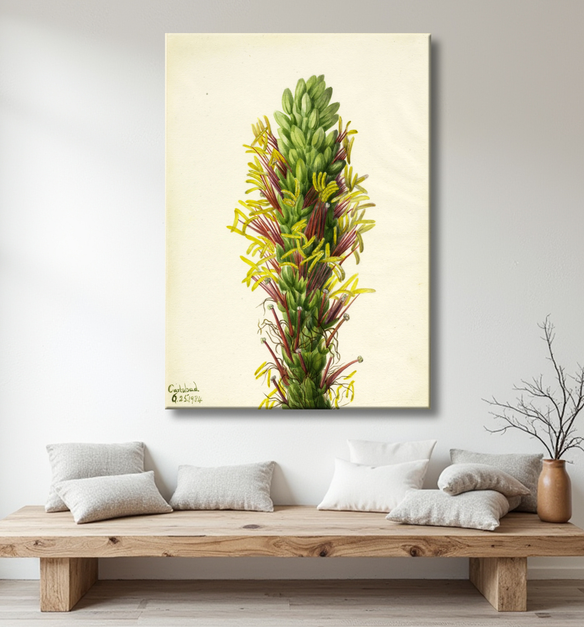 Reproduction Lechuguilla (Agava lechuguilla) de Mary Vaux Walcott, born Philadelphia, PA 1860-died St. Andrews, New Brunswick, Canada 1940 avec decor