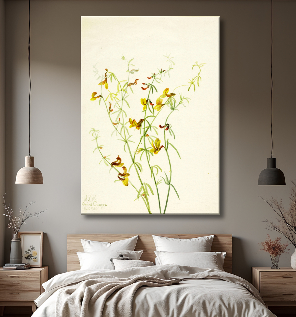 Reproduction Lotus puberulus de Mary Vaux Walcott, born Philadelphia, PA 1860-died St. Andrews, New Brunswick, Canada 1940 avec decor