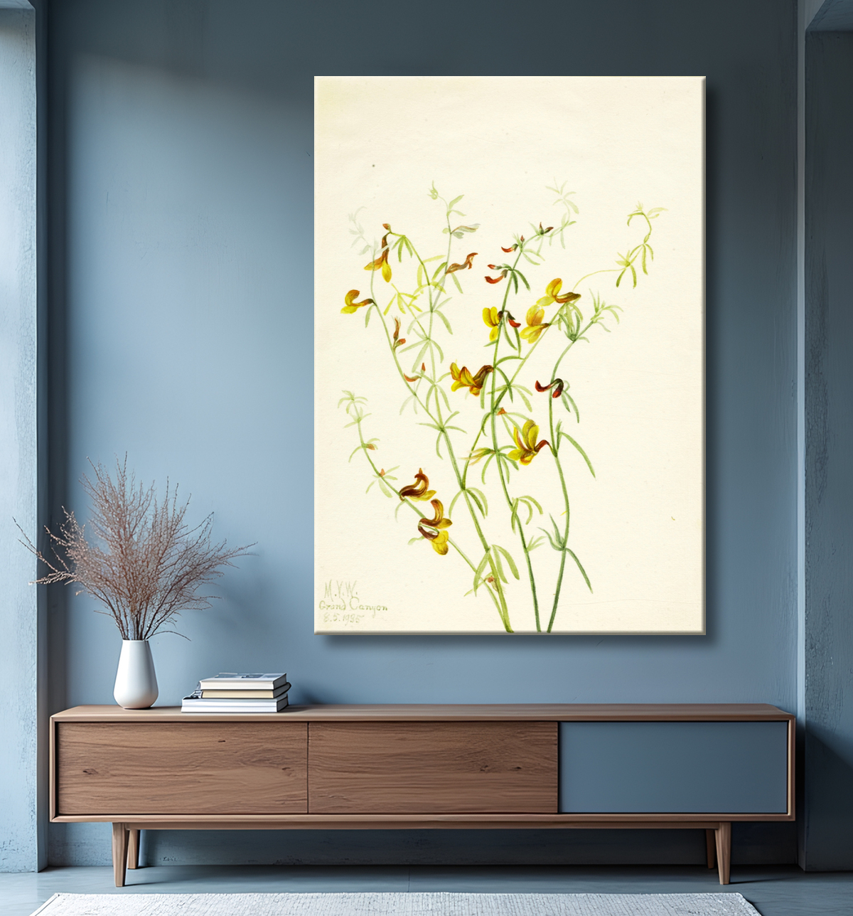Reproduction Lotus puberulus de Mary Vaux Walcott, born Philadelphia, PA 1860-died St. Andrews, New Brunswick, Canada 1940 avec decor