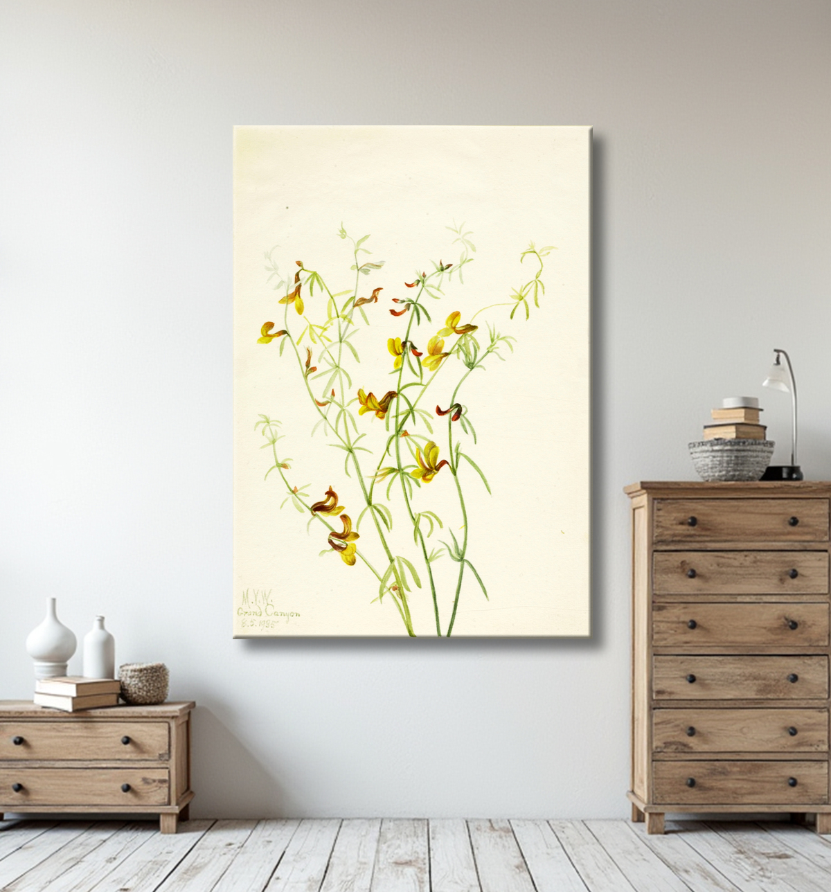 Reproduction Lotus puberulus de Mary Vaux Walcott, born Philadelphia, PA 1860-died St. Andrews, New Brunswick, Canada 1940 avec decor