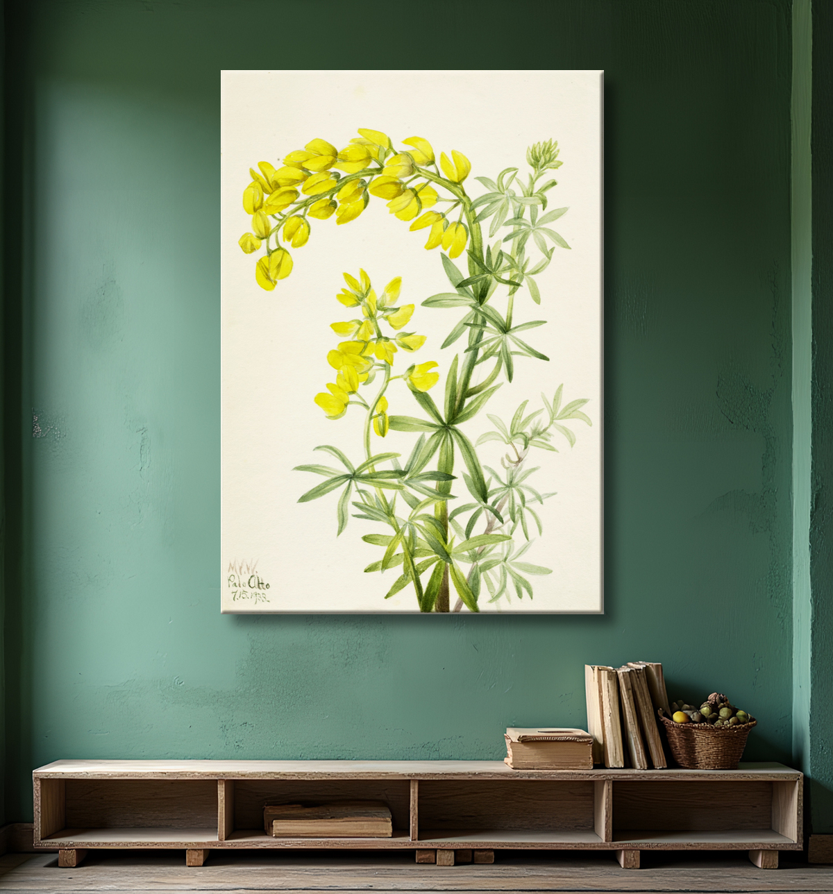 Reproduction Lupin jaune (Lupin arboricole) de Mary Vaux Walcott, born Philadelphia, PA 1860-died St. Andrews, New Brunswick, Canada 1940 avec decor