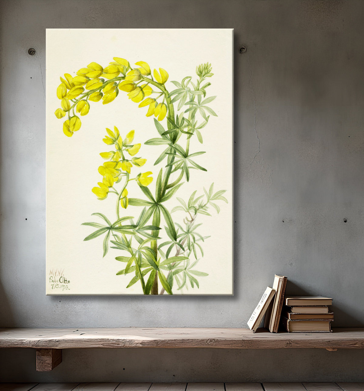 Reproduction Lupin jaune (Lupin arboricole) de Mary Vaux Walcott, born Philadelphia, PA 1860-died St. Andrews, New Brunswick, Canada 1940 avec decor