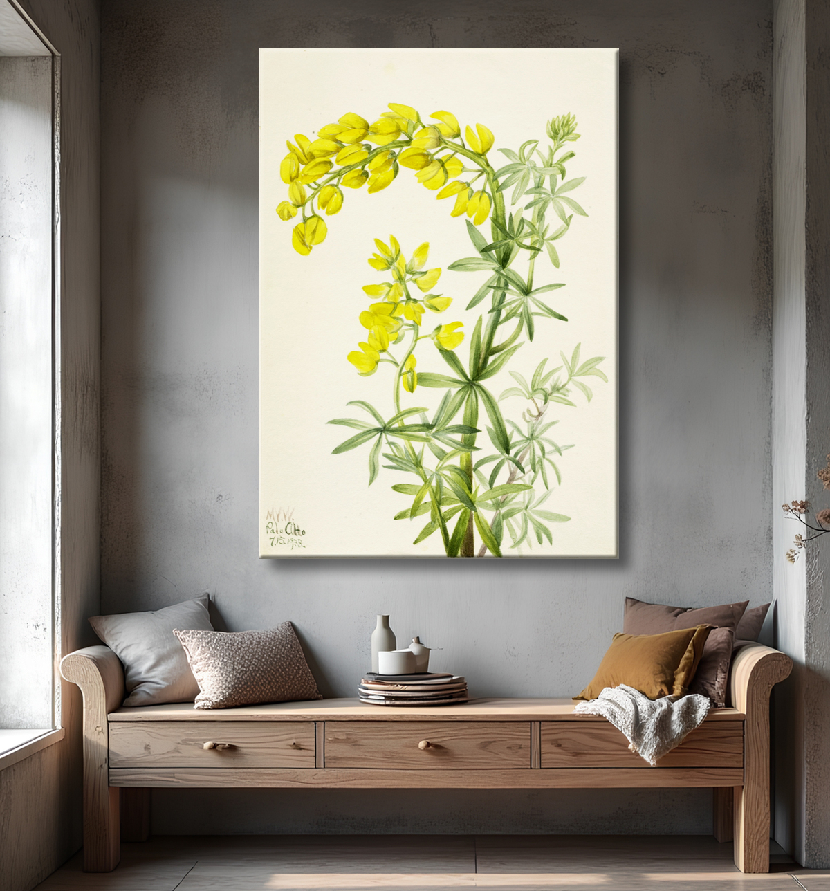 Reproduction Lupin jaune (Lupin arboricole) de Mary Vaux Walcott, born Philadelphia, PA 1860-died St. Andrews, New Brunswick, Canada 1940 avec decor