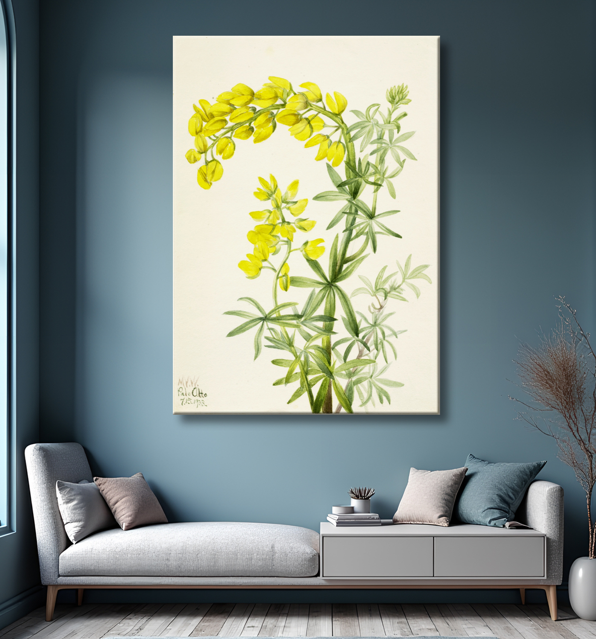 Reproduction Lupin jaune (Lupin arboricole) de Mary Vaux Walcott, born Philadelphia, PA 1860-died St. Andrews, New Brunswick, Canada 1940 avec decor