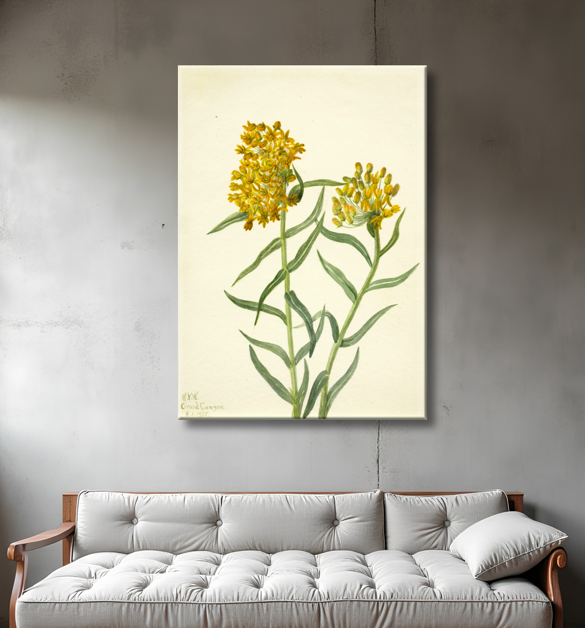 Reproduction Mauvaise Herbe Papillon (Ascelpias tuberosa) de Mary Vaux Walcott, born Philadelphia, PA 1860-died St. Andrews, New Brunswick, Canada 1940 avec decor