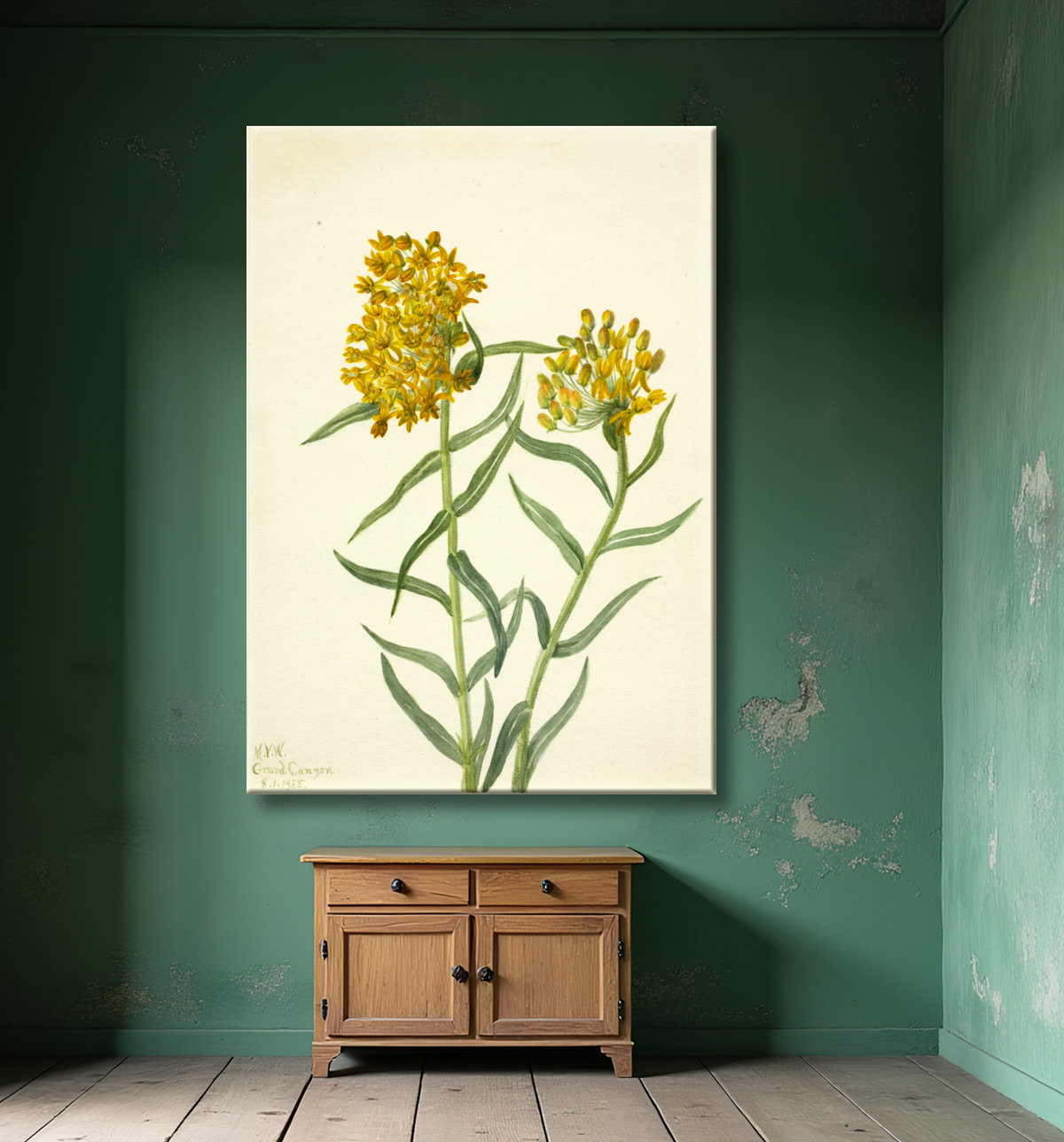 Reproduction Mauvaise Herbe Papillon (Ascelpias tuberosa) de Mary Vaux Walcott, born Philadelphia, PA 1860-died St. Andrews, New Brunswick, Canada 1940 avec decor