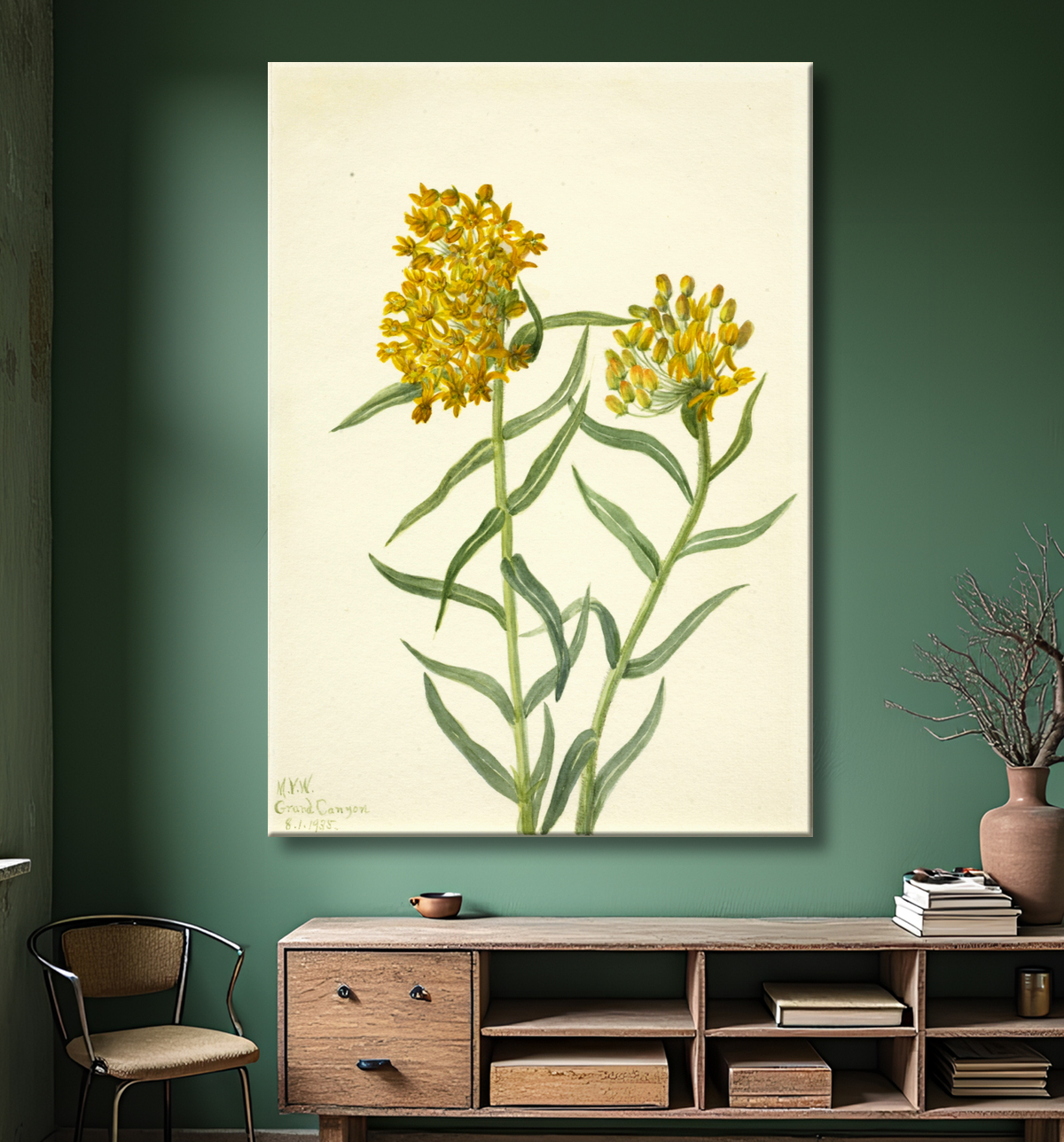 Reproduction Mauvaise Herbe Papillon (Ascelpias tuberosa) de Mary Vaux Walcott, born Philadelphia, PA 1860-died St. Andrews, New Brunswick, Canada 1940 avec decor