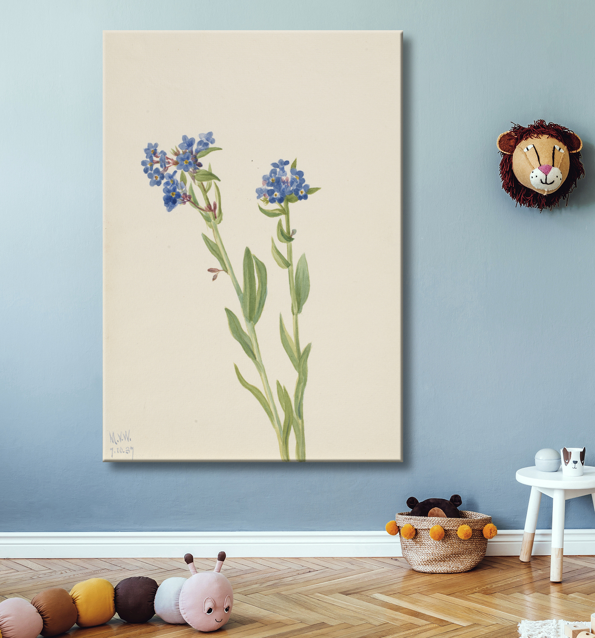 Reproduction Myosotis alpin (Myosotis alpestris) de Mary Vaux Walcott, born Philadelphia, PA 1860-died St. Andrews, New Brunswick, Canada 1940 avec decor