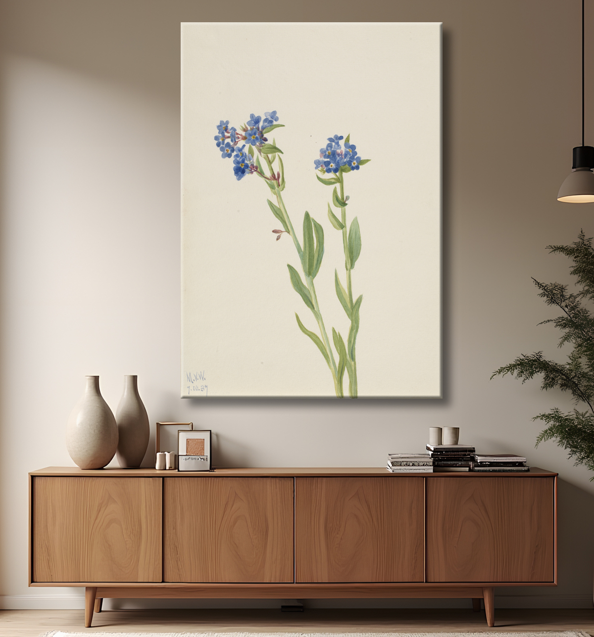 Reproduction Myosotis alpin (Myosotis alpestris) de Mary Vaux Walcott, born Philadelphia, PA 1860-died St. Andrews, New Brunswick, Canada 1940 avec decor