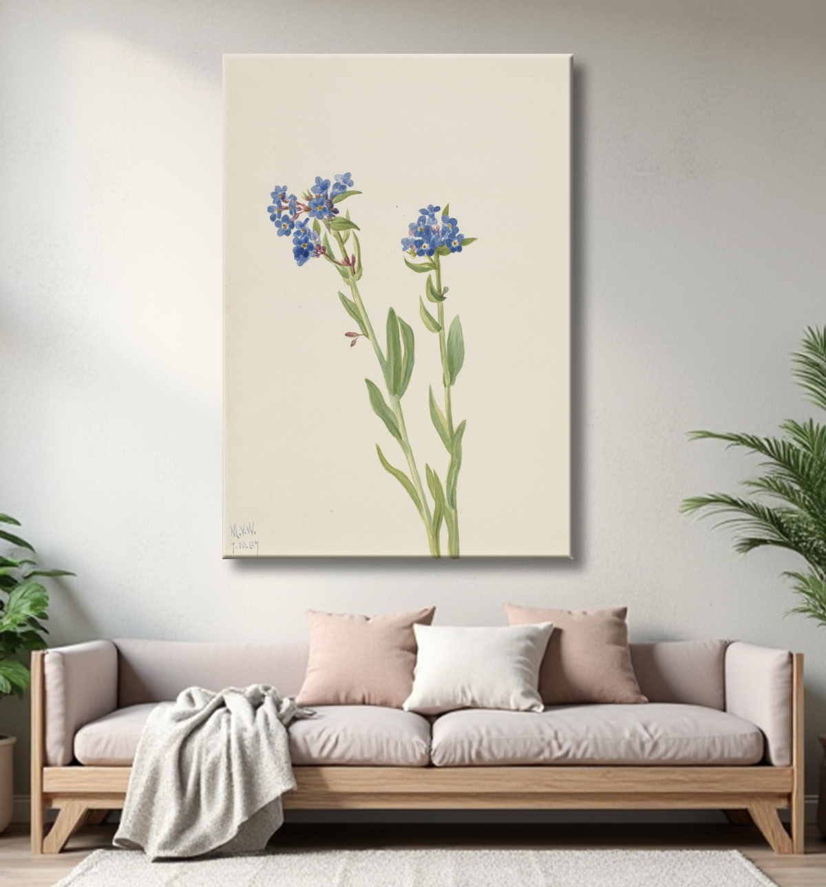 Reproduction Myosotis alpin (Myosotis alpestris) de Mary Vaux Walcott, born Philadelphia, PA 1860-died St. Andrews, New Brunswick, Canada 1940 avec decor