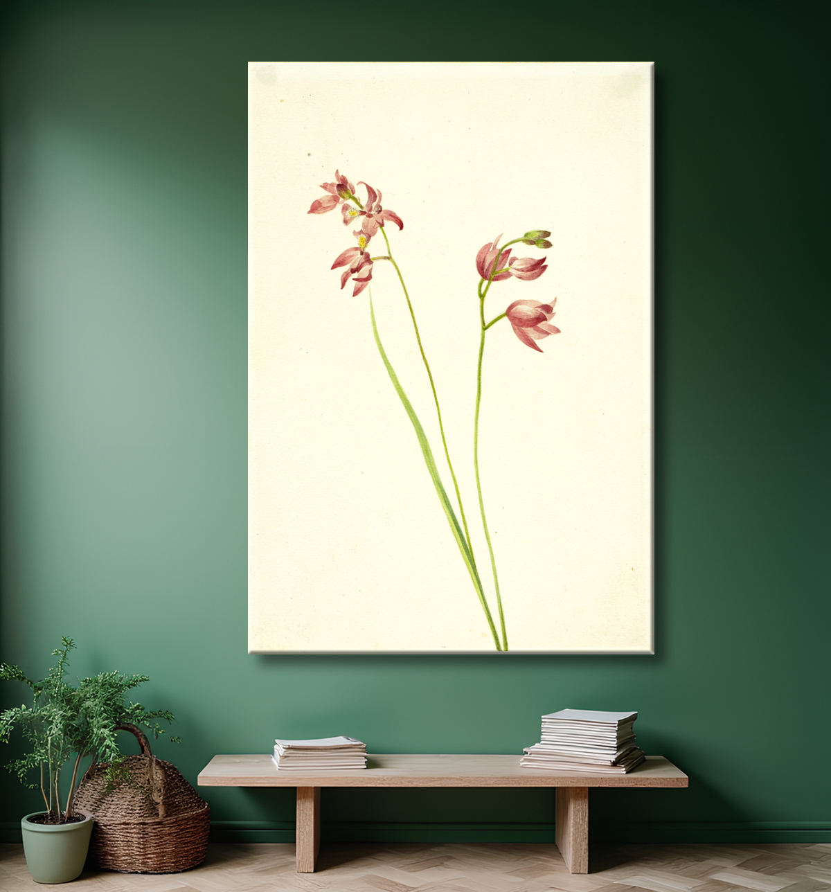 Reproduction Orchidée rose herbe (Limodorum tuberosum) de Mary Vaux Walcott, born Philadelphia, PA 1860-died St. Andrews, New Brunswick, Canada 1940 avec decor