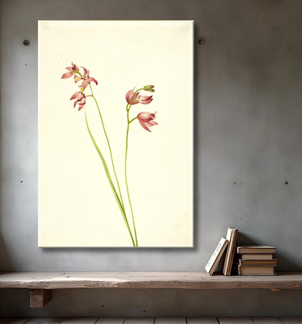 Reproduction Orchidée rose herbe (Limodorum tuberosum) de Mary Vaux Walcott, born Philadelphia, PA 1860-died St. Andrews, New Brunswick, Canada 1940 avec decor