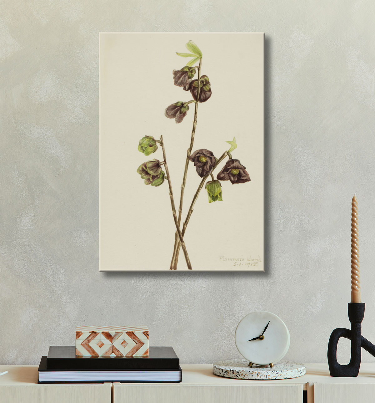 Reproduction Papaye (Asimina triloba) de Mary Vaux Walcott, born Philadelphia, PA 1860-died St. Andrews, New Brunswick, Canada 1940 avec decor