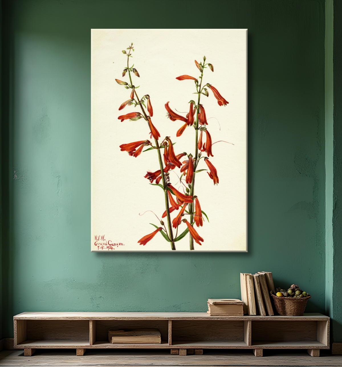 Reproduction Pentstemon (Pentstemon barbatus) de Mary Vaux Walcott, born Philadelphia, PA 1860-died St. Andrews, New Brunswick, Canada 1940 avec decor