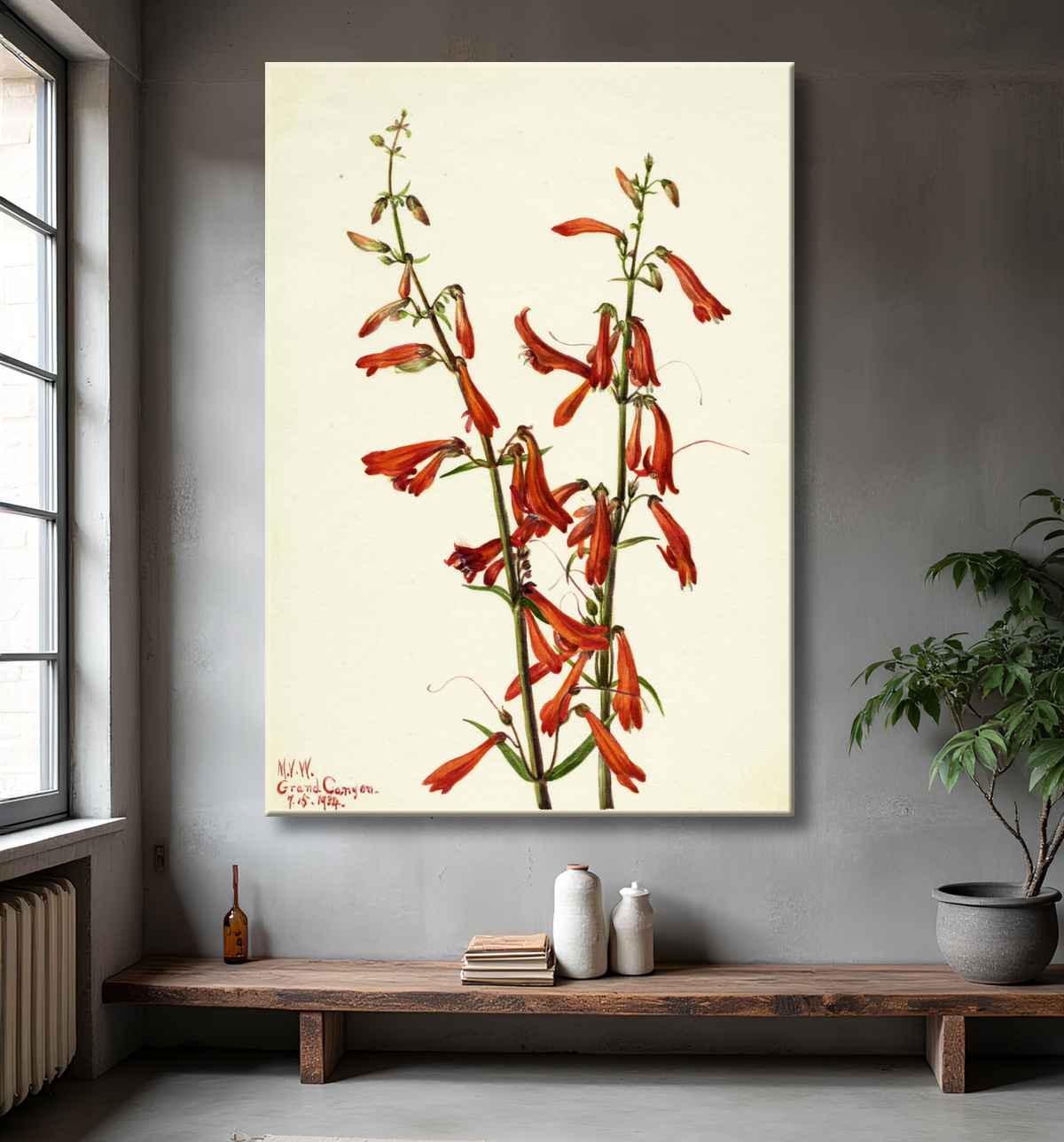 Reproduction Pentstemon (Pentstemon barbatus) de Mary Vaux Walcott, born Philadelphia, PA 1860-died St. Andrews, New Brunswick, Canada 1940 avec decor