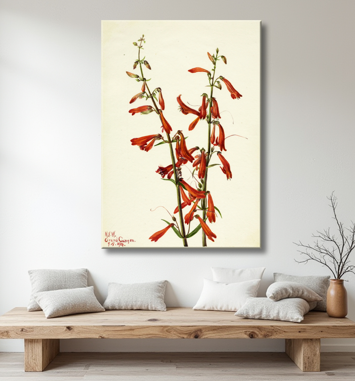 Reproduction Pentstemon (Pentstemon barbatus) de Mary Vaux Walcott, born Philadelphia, PA 1860-died St. Andrews, New Brunswick, Canada 1940 avec decor