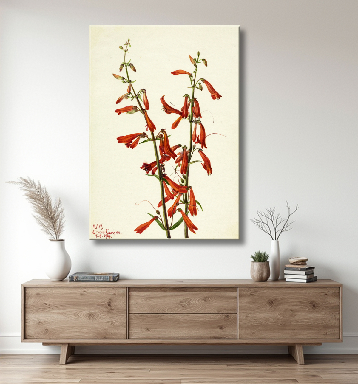 Reproduction Pentstemon (Pentstemon barbatus) de Mary Vaux Walcott, born Philadelphia, PA 1860-died St. Andrews, New Brunswick, Canada 1940 avec decor