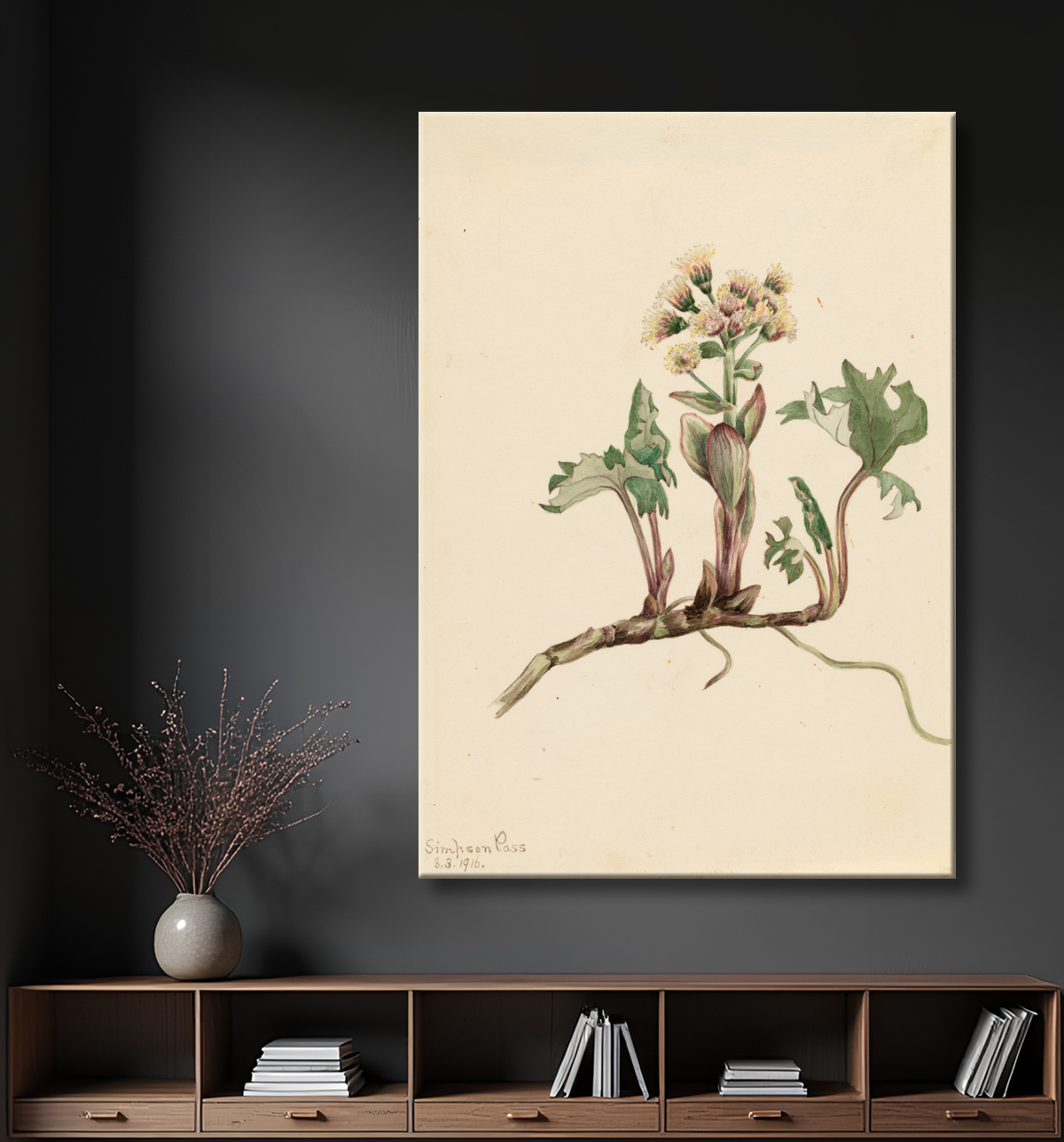 Reproduction Pétasite du Nord (Petasites hyperboreus) de Mary Vaux Walcott, born Philadelphia, PA 1860-died St. Andrews, New Brunswick, Canada 1940 avec decor