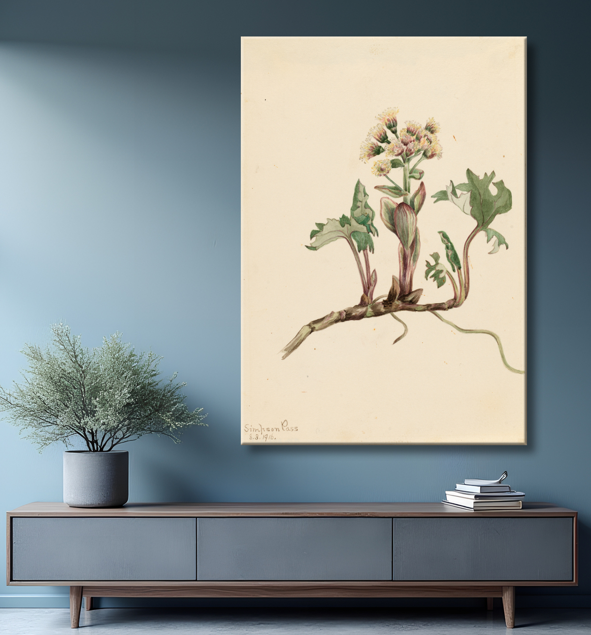 Reproduction Pétasite du Nord (Petasites hyperboreus) de Mary Vaux Walcott, born Philadelphia, PA 1860-died St. Andrews, New Brunswick, Canada 1940 avec decor