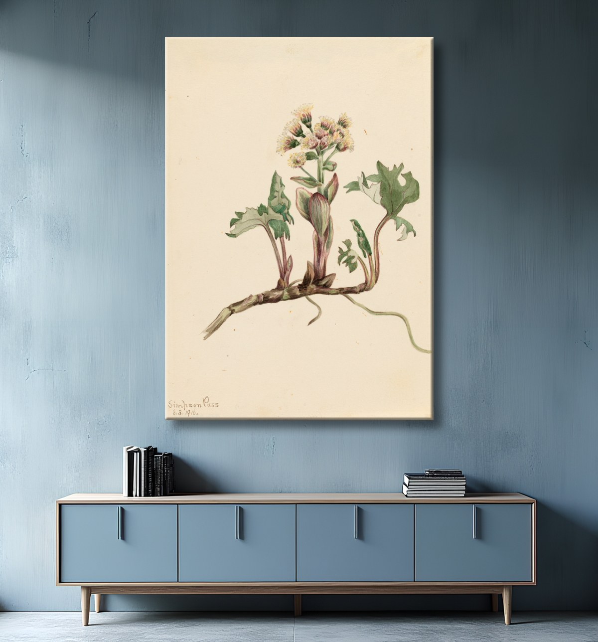 Reproduction Pétasite du Nord (Petasites hyperboreus) de Mary Vaux Walcott, born Philadelphia, PA 1860-died St. Andrews, New Brunswick, Canada 1940 avec decor