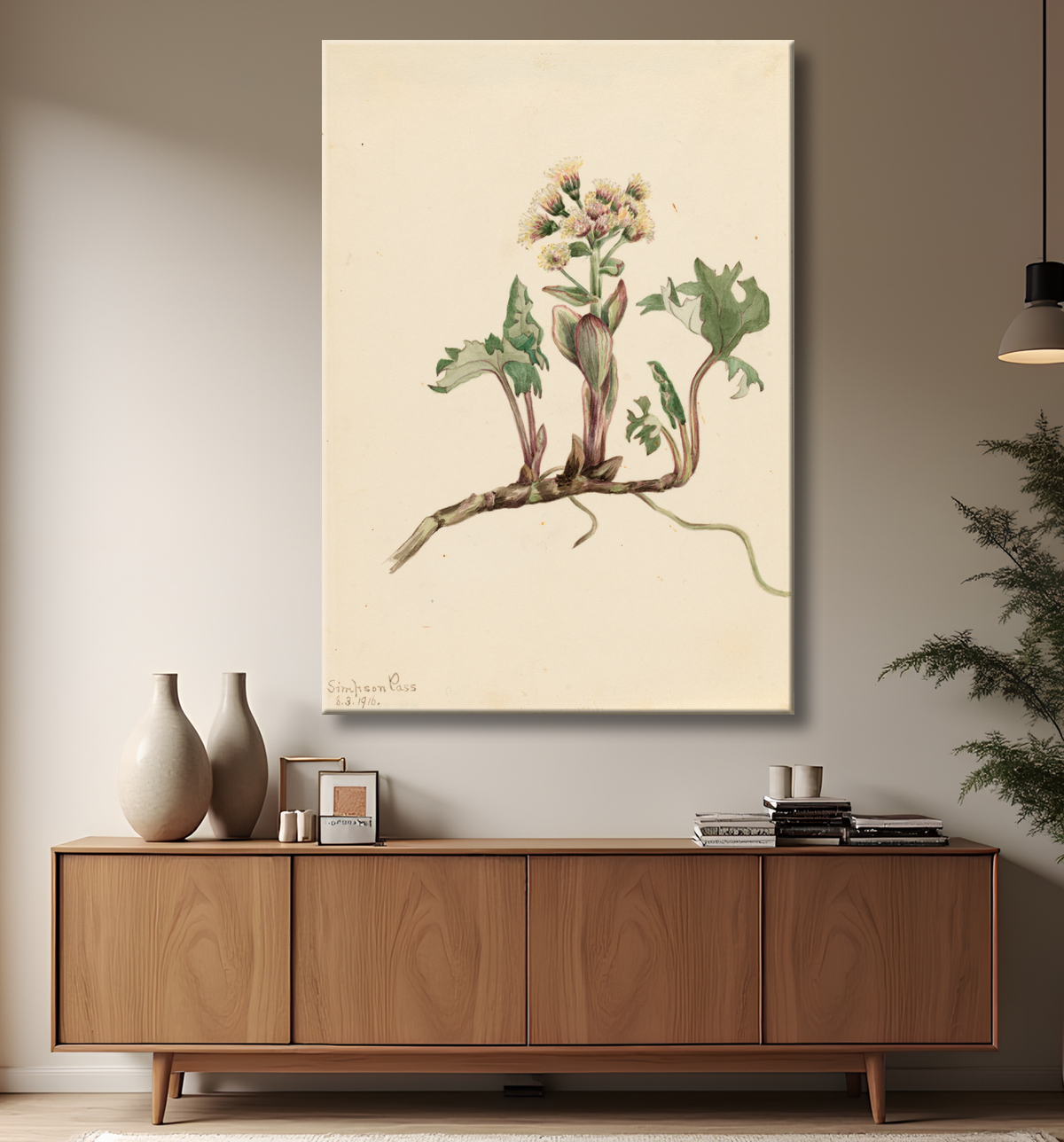 Reproduction Pétasite du Nord (Petasites hyperboreus) de Mary Vaux Walcott, born Philadelphia, PA 1860-died St. Andrews, New Brunswick, Canada 1940 avec decor