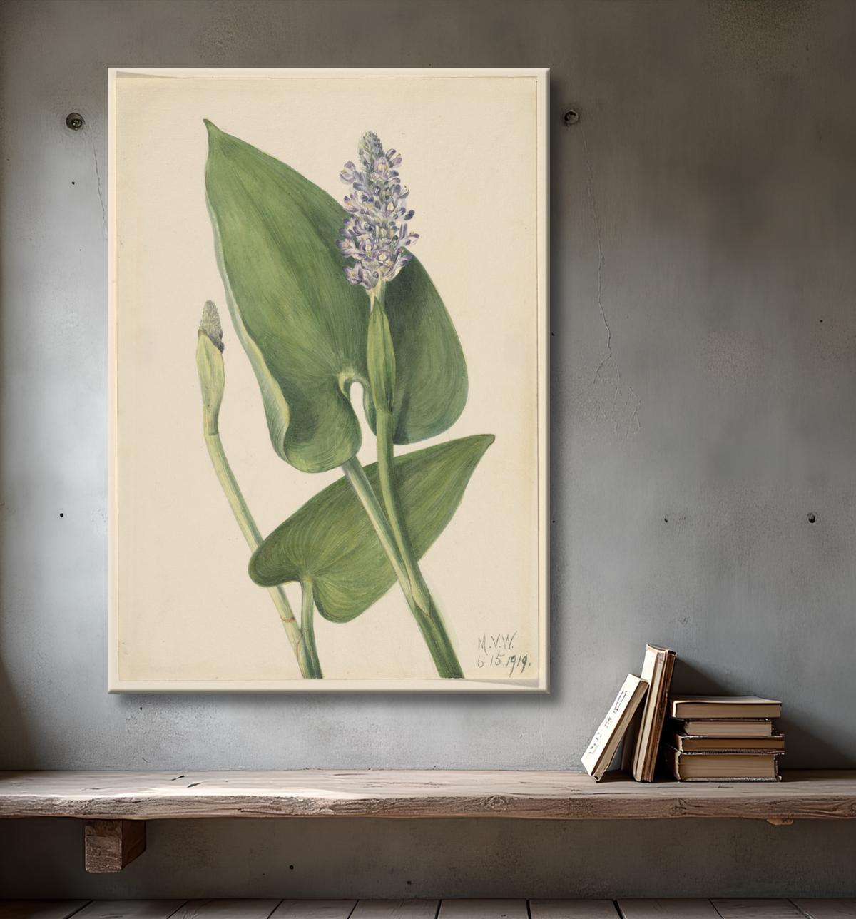 Reproduction Pickerelweed (Pontederia cordata) de Mary Vaux Walcott, born Philadelphia, PA 1860-died St. Andrews, New Brunswick, Canada 1940 avec decor