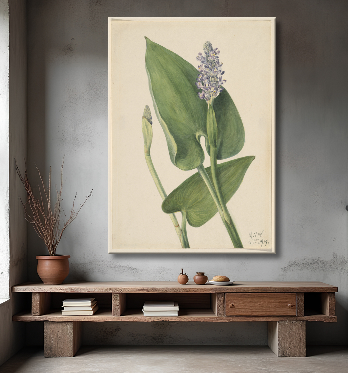 Reproduction Pickerelweed (Pontederia cordata) de Mary Vaux Walcott, born Philadelphia, PA 1860-died St. Andrews, New Brunswick, Canada 1940 avec decor
