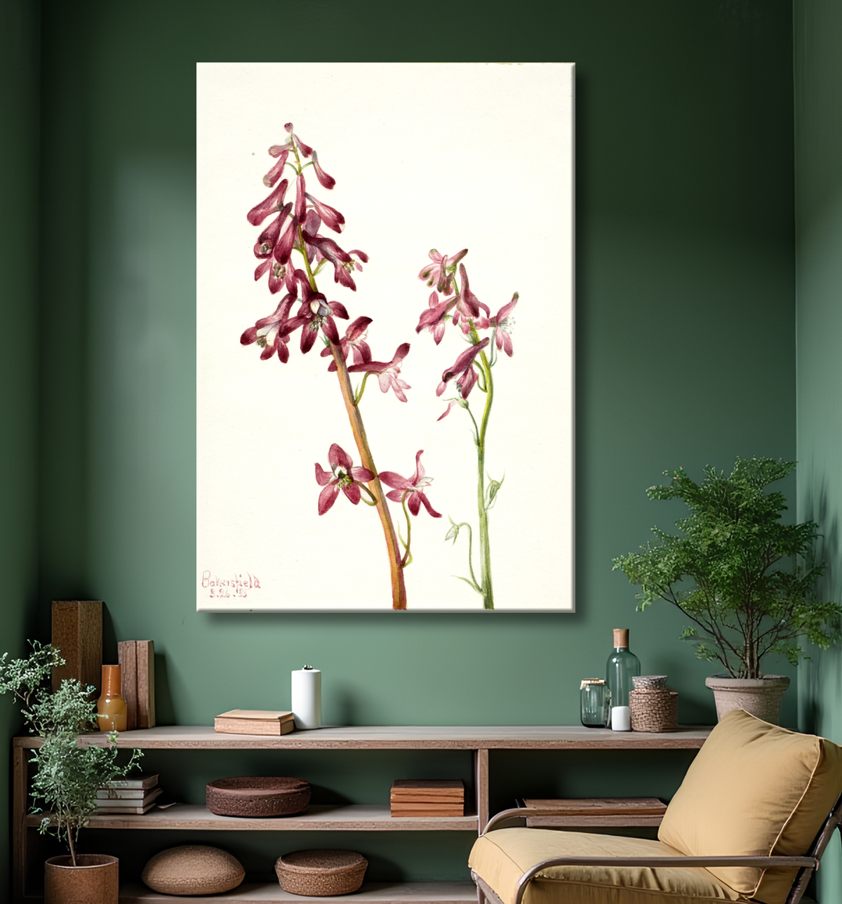 Reproduction Pied d'alouette rouge (Delphinium nudicale) de Mary Vaux Walcott, born Philadelphia, PA 1860-died St. Andrews, New Brunswick, Canada 1940 avec decor