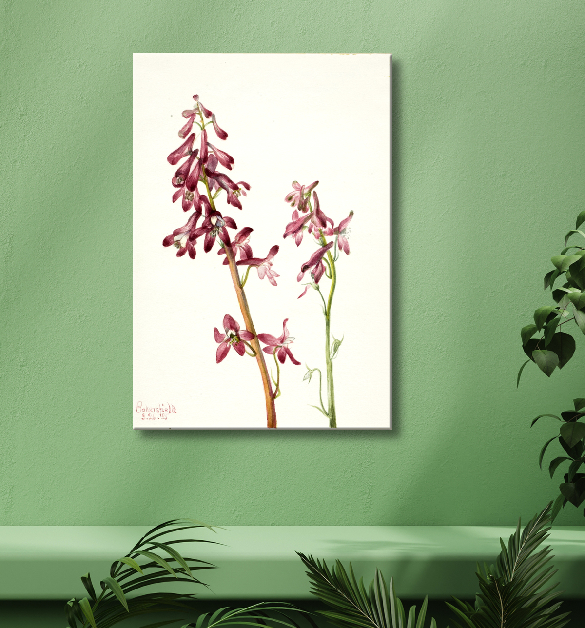 Reproduction Pied d'alouette rouge (Delphinium nudicale) de Mary Vaux Walcott, born Philadelphia, PA 1860-died St. Andrews, New Brunswick, Canada 1940 avec decor