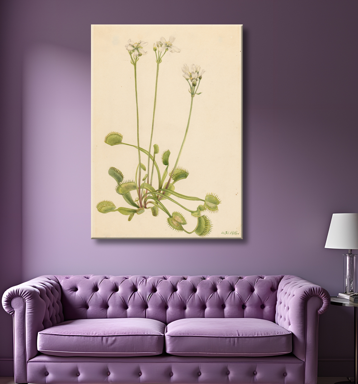Reproduction Piège à mouches de Vénus (Dionaea muscipula) de Mary Vaux Walcott, born Philadelphia, PA 1860-died St. Andrews, New Brunswick, Canada 1940 avec decor