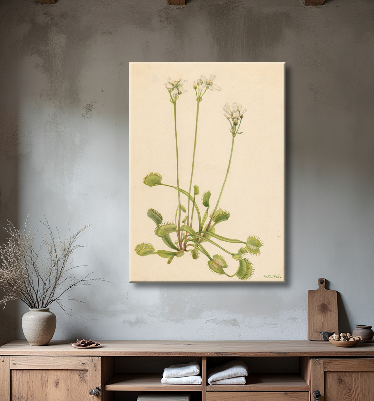 Reproduction Piège à mouches de Vénus (Dionaea muscipula) de Mary Vaux Walcott, born Philadelphia, PA 1860-died St. Andrews, New Brunswick, Canada 1940 avec decor