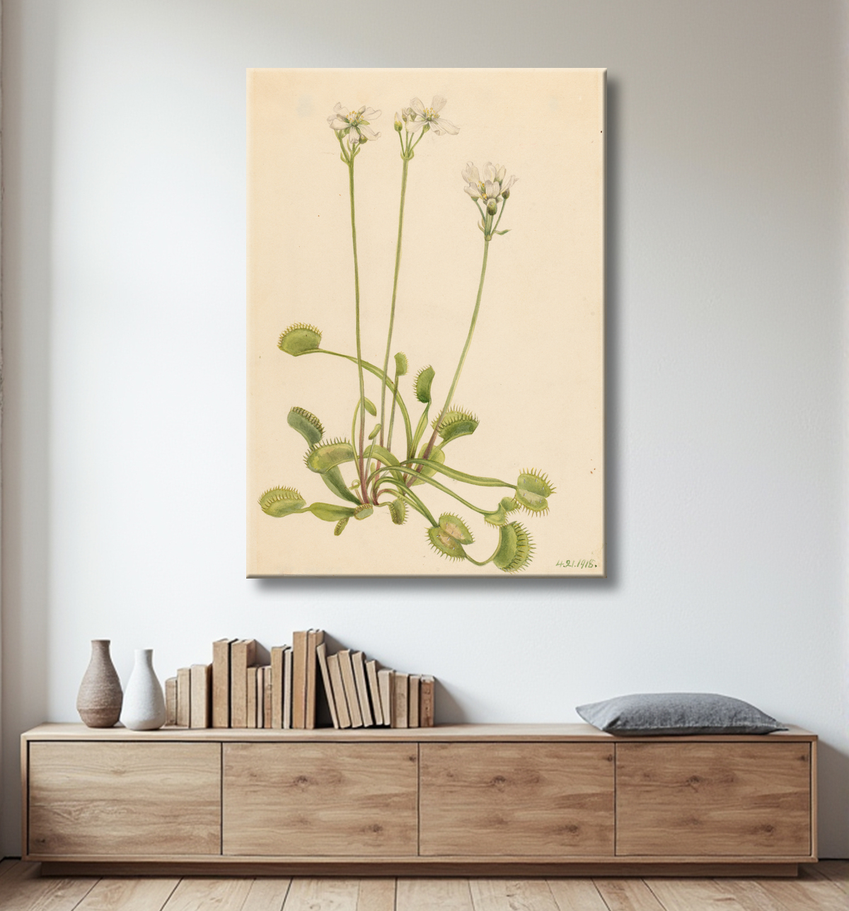 Reproduction Piège à mouches de Vénus (Dionaea muscipula) de Mary Vaux Walcott, born Philadelphia, PA 1860-died St. Andrews, New Brunswick, Canada 1940 avec decor