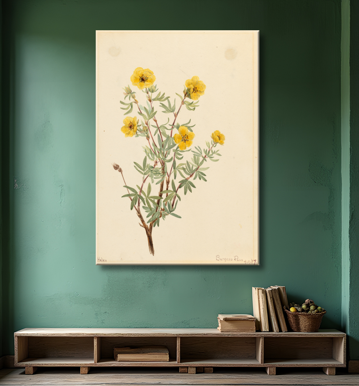 Reproduction Potentille de brousse (Potentilla fruticosa) de Mary Vaux Walcott, born Philadelphia, PA 1860-died St. Andrews, New Brunswick, Canada 1940 avec decor