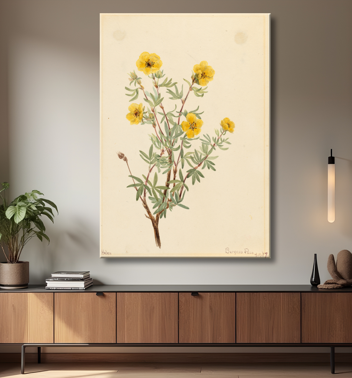 Reproduction Potentille de brousse (Potentilla fruticosa) de Mary Vaux Walcott, born Philadelphia, PA 1860-died St. Andrews, New Brunswick, Canada 1940 avec decor