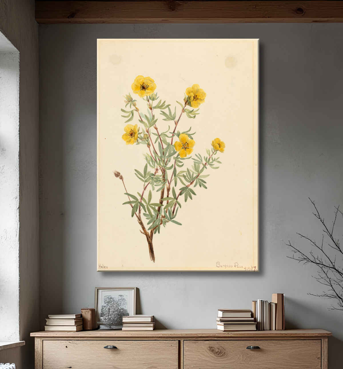 Reproduction Potentille de brousse (Potentilla fruticosa) de Mary Vaux Walcott, born Philadelphia, PA 1860-died St. Andrews, New Brunswick, Canada 1940 avec decor