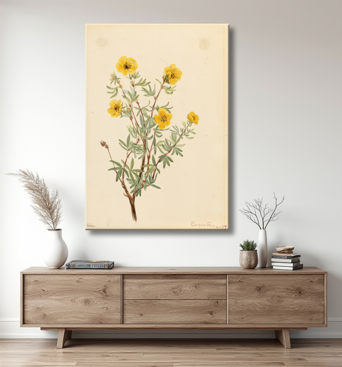 Reproduction Potentille de brousse (Potentilla fruticosa) de Mary Vaux Walcott, born Philadelphia, PA 1860-died St. Andrews, New Brunswick, Canada 1940 avec decor