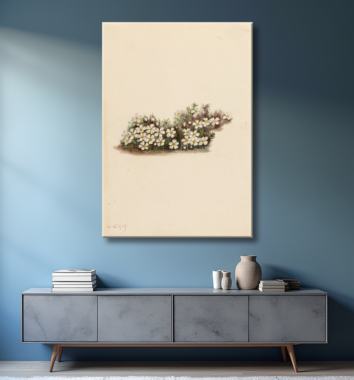 Reproduction Pyxie (Pyxidanthera barbulata) de Mary Vaux Walcott, born Philadelphia, PA 1860-died St. Andrews, New Brunswick, Canada 1940 avec decor
