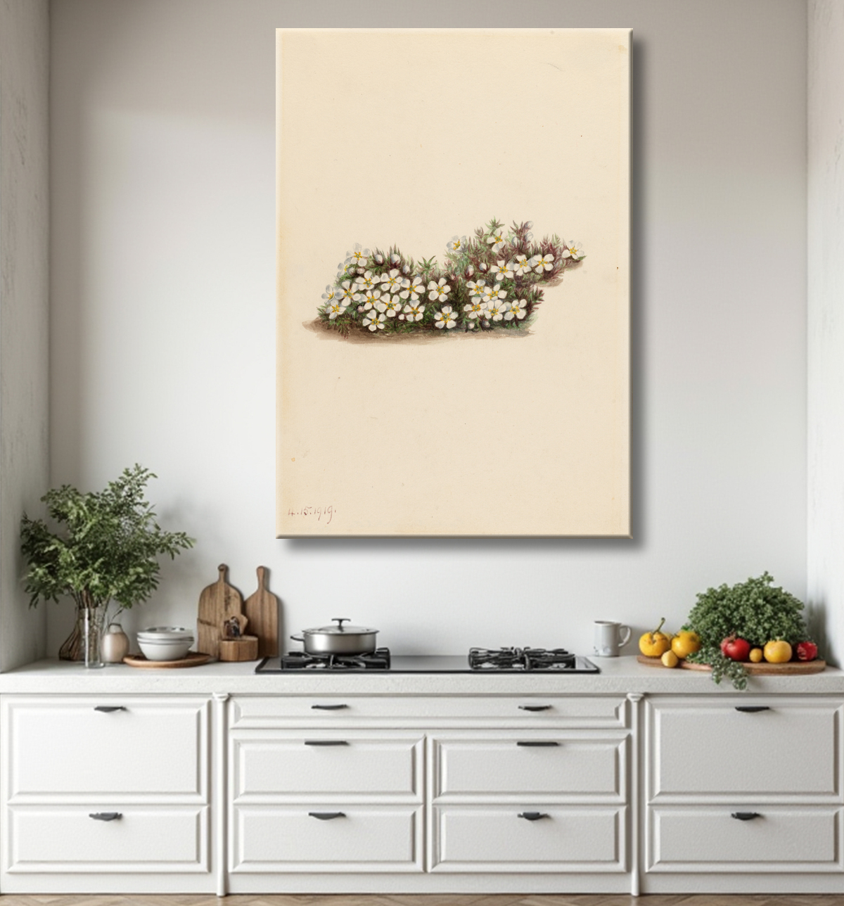 Reproduction Pyxie (Pyxidanthera barbulata) de Mary Vaux Walcott, born Philadelphia, PA 1860-died St. Andrews, New Brunswick, Canada 1940 avec decor