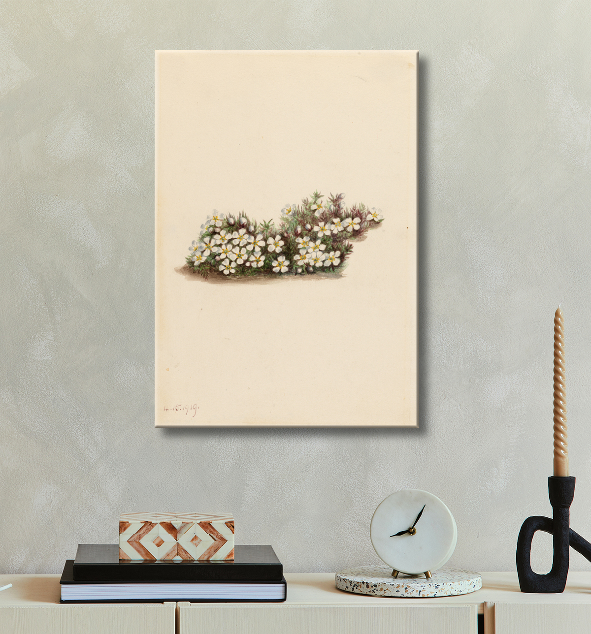 Reproduction Pyxie (Pyxidanthera barbulata) de Mary Vaux Walcott, born Philadelphia, PA 1860-died St. Andrews, New Brunswick, Canada 1940 avec decor