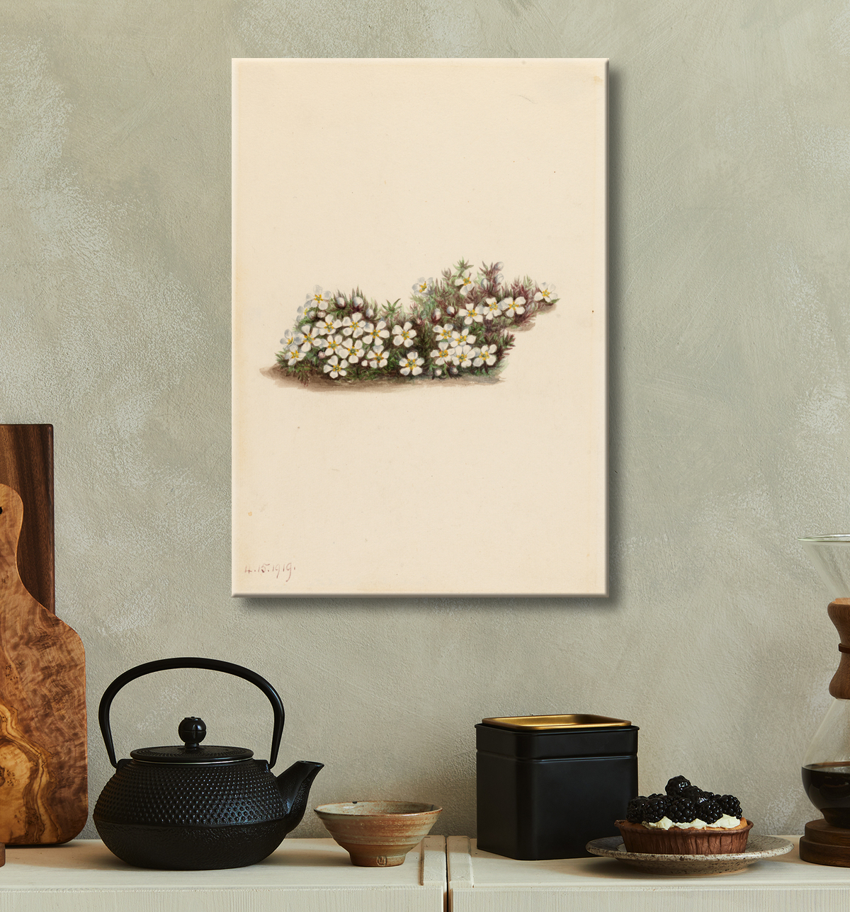 Reproduction Pyxie (Pyxidanthera barbulata) de Mary Vaux Walcott, born Philadelphia, PA 1860-died St. Andrews, New Brunswick, Canada 1940 avec decor