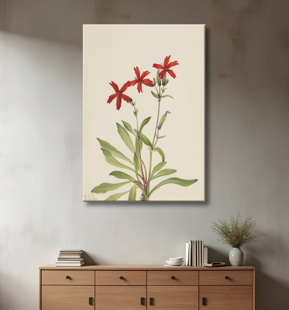Reproduction Rose feu (Silene virginica) de Mary Vaux Walcott, born Philadelphia, PA 1860-died St. Andrews, New Brunswick, Canada 1940 avec decor