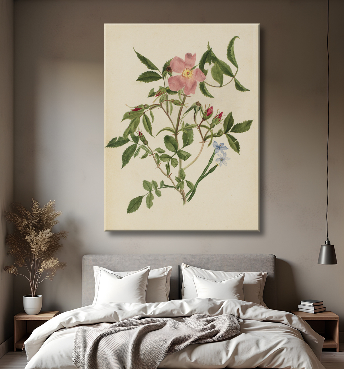 Reproduction Rosier sauvage et rosier aux yeux bleus (espèces Rosa et espèces Sisyrinchium) de Mary Vaux Walcott, born Philadelphia, PA 1860-died St. Andrews, New Brunswick, Canada 1940 avec decor