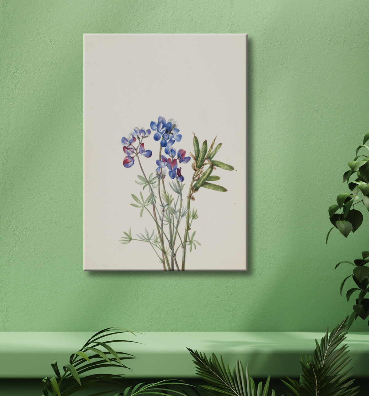 Reproduction Sans titre - Étude de fleurs de Mary Vaux Walcott, born Philadelphia, PA 1860-died St. Andrews, New Brunswick, Canada 1940 avec decor