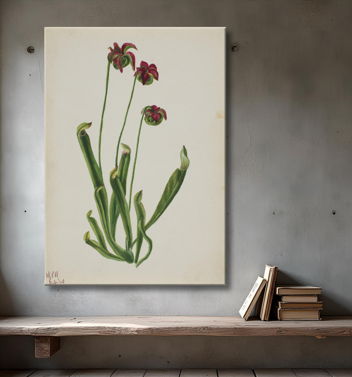 Reproduction (Sans titre - Étude sur les fleurs) de Mary Vaux Walcott, born Philadelphia, PA 1860-died St. Andrews, New Brunswick, Canada 1940 avec decor