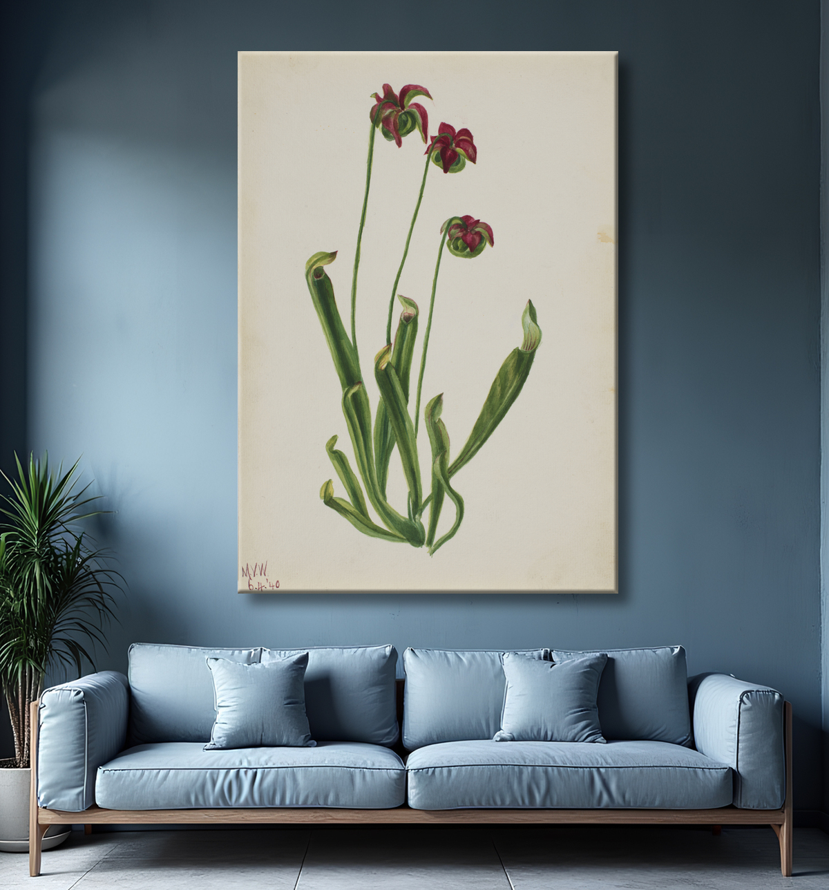 Reproduction (Sans titre - Étude sur les fleurs) de Mary Vaux Walcott, born Philadelphia, PA 1860-died St. Andrews, New Brunswick, Canada 1940 avec decor