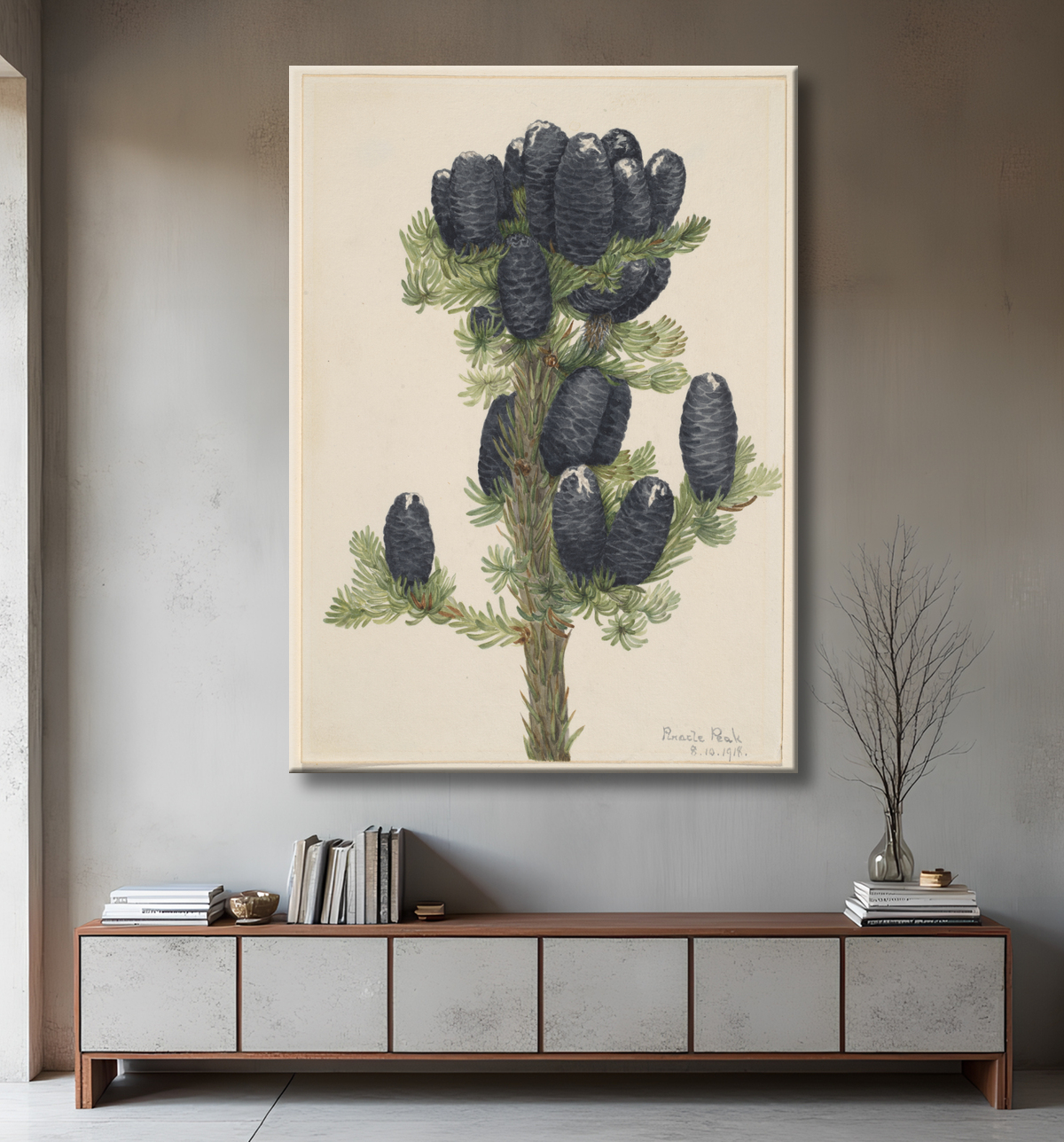 Reproduction Sapin des Alpes (Abies lasiocarpa) de Mary Vaux Walcott, born Philadelphia, PA 1860-died St. Andrews, New Brunswick, Canada 1940 avec decor