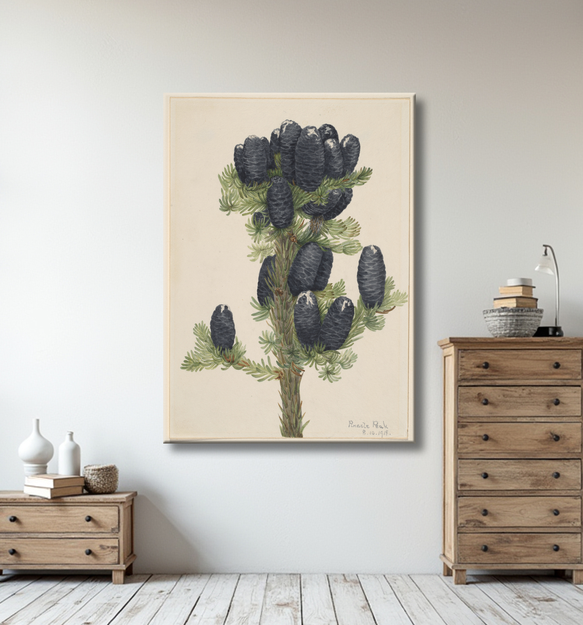 Reproduction Sapin des Alpes (Abies lasiocarpa) de Mary Vaux Walcott, born Philadelphia, PA 1860-died St. Andrews, New Brunswick, Canada 1940 avec decor